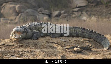 Krokodil mit offenem Mund, das sich in der Sonne sonnt; Krokodile, die ruhen; Räuberkrokodil aus Sri Lanka; Krokodil, das sich im Freien sonnt; ruhender Krokodil Stockfoto