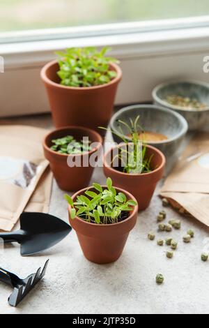 Töpfe mit Sämlingen, Samen und Sämaschinen auf dem Tisch. Gesunde Ernährung. Stockfoto