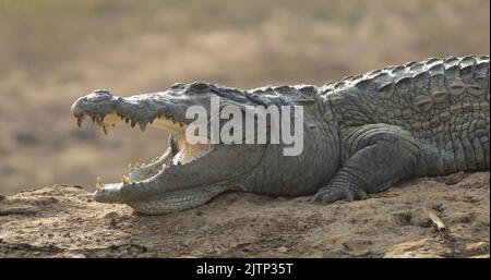 Krokodil mit offenem Mund, das sich in der Sonne sonnt; Krokodile, die ruhen; Räuberkrokodil aus Sri Lanka; Krokodil, das sich im Freien sonnt; ruhender Krokodil Stockfoto