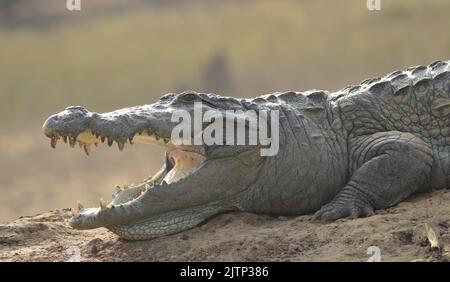 Krokodil mit offenem Mund, das sich in der Sonne sonnt; Krokodile, die ruhen; Räuberkrokodil aus Sri Lanka; Krokodil, das sich im Freien sonnt; ruhender Krokodil Stockfoto