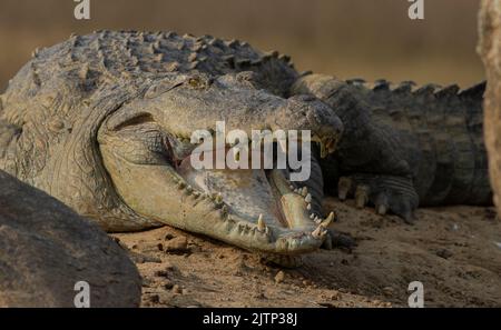 Krokodil mit offenem Mund, das sich in der Sonne sonnt; Krokodile, die ruhen; Räuberkrokodil aus Sri Lanka; Krokodil, das sich im Freien sonnt; ruhender Krokodil Stockfoto