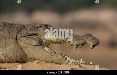 Krokodil mit offenem Mund, das sich in der Sonne sonnt; Krokodile, die ruhen; Räuberkrokodil aus Sri Lanka; Krokodil, das sich im Freien sonnt; ruhender Krokodil Stockfoto