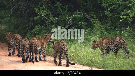 Leoparden auf einem Felsen; fünf Leoparden; Leoparden auf dem Weg; Leoparden auf dem Sprung; Leoparden auf dem Weg; leopard in Bewegung; großer Leopard in Ruhe; Leoparden aus LKA Stockfoto