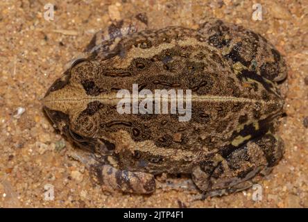 Frosch auf dem Boden; Frosch im Sand; farbenfroher Frosch; süßer froggy; kleiner Frosch; Uperodon taprobanicus aus Sri Lanka; eingrachernder Frosch; Toilettenfrosch; fro Stockfoto