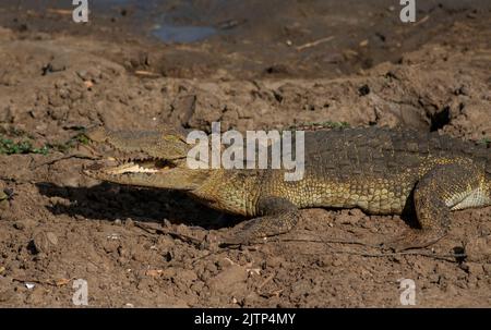 Krokodil mit offenem Mund, das sich in der Sonne sonnt; Krokodile, die ruhen; Räuberkrokodil aus Sri Lanka; Krokodil, das sich im Freien sonnt; ruhender Krokodil Stockfoto