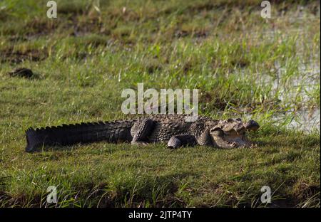 Krokodil mit offenem Mund, das sich in der Sonne sonnt; Krokodile, die ruhen; Räuberkrokodil aus Sri Lanka; Krokodil, das sich im Freien sonnt; ruhender Krokodil Stockfoto