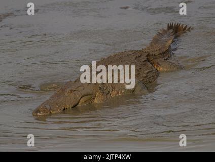 Zwei Krokodile im Wasser; schwimmende Krokodile; ruhende Krokodile; Räucherkrokodile in sri lanka; Spiegelbild von Tieren Stockfoto