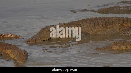 Zwei Krokodile im Wasser; schwimmende Krokodile; ruhende Krokodile; Räucherkrokodile in sri lanka; Spiegelbild von Tieren Stockfoto