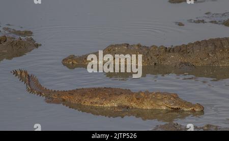 Zwei Krokodile im Wasser; schwimmende Krokodile; ruhende Krokodile; Räucherkrokodile in sri lanka; Spiegelbild von Tieren Stockfoto