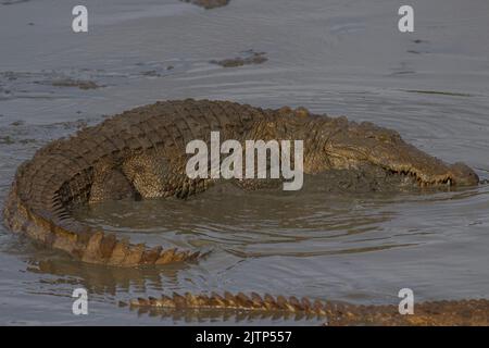 Zwei Krokodile im Wasser; schwimmende Krokodile; ruhende Krokodile; Räucherkrokodile in sri lanka; Spiegelbild von Tieren Stockfoto