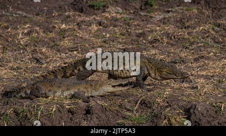 Krokodile am Ufer eines Sees; Krokodil am Boden; Krokodil, das sich in der Sonne sonnt; Krokodile, die ruhen; Räuberkrokodil aus dem Yala NP Sri Lanka Stockfoto