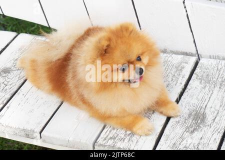Rot-gelber pommerscher Spitz-Hund auf dem Hintergrund einer weißen Bank Stockfoto