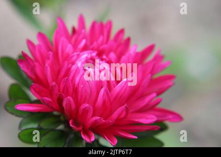 China-Aster oder Jahresaster (Callistephus chinensis) leuchtend rosa Blume aus nächster Nähe Stockfoto