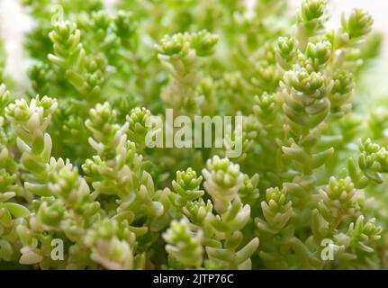 Nahaufnahme der Alpine Sedum. Sorte 'Golden Moss Stonecrop.' Sukulente für Steingärten, Alpen- und Bodenbedeckung. Stockfoto