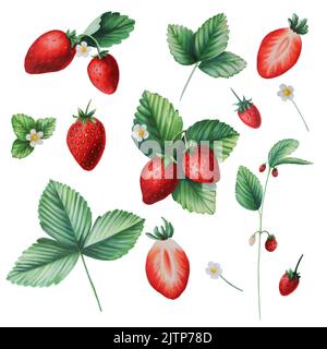 Rote Erdbeere isoliert Illustration Stockfoto