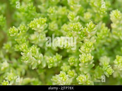 Nahaufnahme der Alpine Sedum. Sorte 'Golden Moss Stonecrop.' Sukulente für Steingärten, Alpen- und Bodenbedeckung. Stockfoto