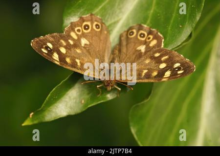 Bunte Nahaufnahme auf dem braun gesprenkelten Holzschmetterling, Pararge Aegeria mit offenen Flügeln Stockfoto