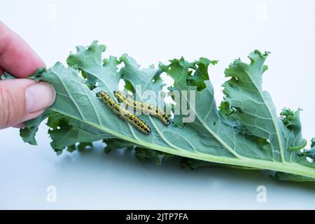 Raupen essen Grünkohl auf weißem Hintergrund. Stockfoto