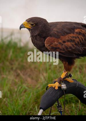 Harris Hawk stand auf seinem Barsch, der nach vorne in die Kamera gerichtet war Stockfoto