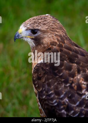 Rotschwanzfalke oder Rotschwanzbussard-Profil aus der Nähe von Kopf und Schultern Stockfoto