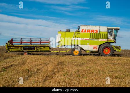 TERNOPIL REGION, UKRAINE - 23. Oktober 2021 - der alte Mähdrescher CLAAS Dominator 108 SL MAXI zieht nach der Arbeit einen Mähdrescher auf einem Anhänger Stockfoto