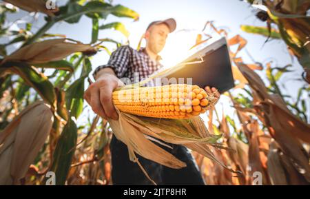 Ein junger Agronom überprüft die Qualität der Maisernte auf landwirtschaftlichem Boden. Bauer auf einem Maisfeld an einem heißen, sonnigen Tag Stockfoto
