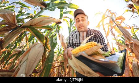 Ein junger Agronom überprüft die Qualität der Maisernte auf landwirtschaftlichem Boden. Bauer auf einem Maisfeld an einem heißen, sonnigen Tag Stockfoto