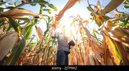 Ein junger Agronom überprüft die Qualität der Maisernte auf landwirtschaftlichem Boden. Bauer auf einem Maisfeld an einem heißen, sonnigen Tag Stockfoto