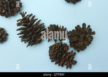 Haufen von Zapfen verschiedene Nadelbäume isoliert auf weiß Stockfoto