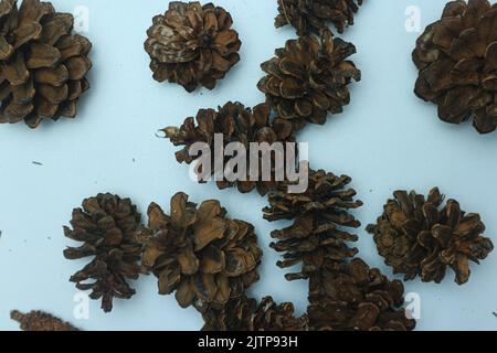 Haufen von Zapfen verschiedene Nadelbäume isoliert auf weiß Stockfoto