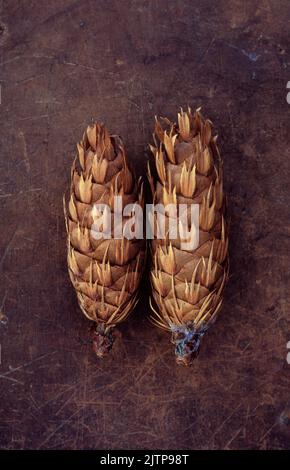 Zwei goldbraune Kegel von Douglasie oder Pseudotsaga menziesii Baum liegen auf gerufftem Leder Stockfoto