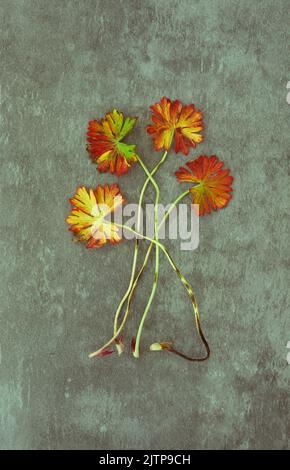 Vier Stiele und leuchtend rote kreisförmige Blätter von Blutigen Kranichen, Schnabel oder Geranium sanguineum, die auf angeschwemmtem Metall liegen Stockfoto