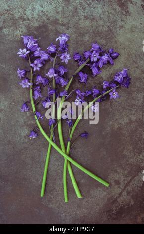 Vier Blütenstämme von Bluebell oder Hyacinthoides non-scripta liegen auf angeschlammtem Metall Stockfoto