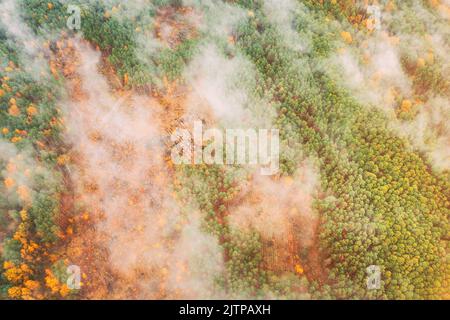 Luftaufnahme. Eine Waldzone durchschneidet den Wald. Buschfeuer und -Rauch in der Entwaldungszone. Wildes offenes Feuer zerstört Gras. Die Natur in Gefahr Stockfoto