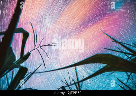 Bright Night Starry Sky Leuchtende Sterne Und Meteorische Track-Pfade Über Dem Maiskornfeld. Gelassenheit, Gelassenheit. Weiche Blau-Orange-Rosa-Farben. Leistung Von Stockfoto