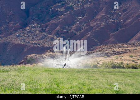 Sideroll oder Radleine Bewässerung in einem Heufeld auf einer Ranch in der Nähe von Moab, Utah. Stockfoto