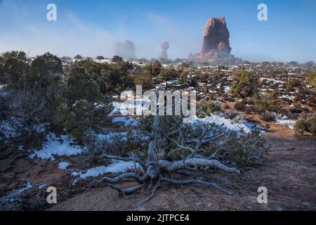 Ein frostbedeckter Kiefernstamm mit ausgewogenem Felsen in einem leichten Bodennebel dahinter. Arches National Park, Moab, Utah. Stockfoto