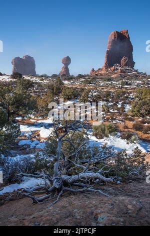 Ein frostbedeckter Kiefernstamm mit ausgewogenem Felsen in einem leichten Bodennebel dahinter. Arches National Park, Moab, Utah. Stockfoto