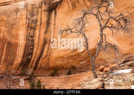 Ein toter Pinyon-Baum vor einer Sandsteinnische mit Streifen Wüstenlack in der Nähe von Moab, Utah. Stockfoto