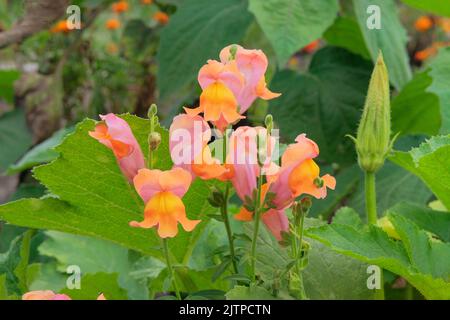 Die Blüten der Bohnen wachsen im ländlichen Garten. Bett im Garten. Blühende Pflanzen in der Landwirtschaft. Stockfoto