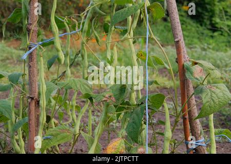 Bohnen wachsen im ländlichen Garten. Bett im Garten. Hintergrund der Landwirtschaft. Stockfoto