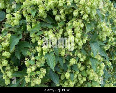 HOFFT auf die Frucht 0r Samenkegel der Hopfenpflanze Humulus lupulus. Phot6o: Tony Gale Stockfoto