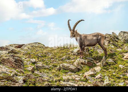 Alleinmännlicher Alpinsteinbock in den Schweizer Alpen, Graubünden, Schweiz Stockfoto