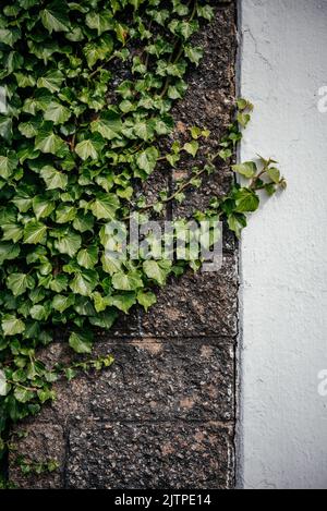 Grüne Efeu-Blätter klettern alte Zementwand Stockfoto