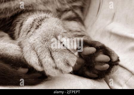 Katzenpfote aus nächster Nähe auf einem Stuhl. Sepia-Foto einer Katze, die auf einem Stuhl sitzt. Stockfoto