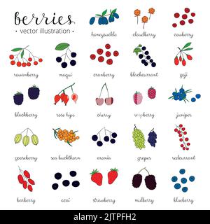 Set von handgezeichneten farbigen Beeren isoliert auf weißem Hintergrund. Stock Vektor