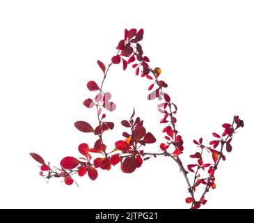 Malerischer Zweig von Berberis thunbergii (Rote Berberbeere) mit Herbstblättern und roten Beeren isoliert auf weißem Hintergrund. Selektiver Fokus. Stockfoto