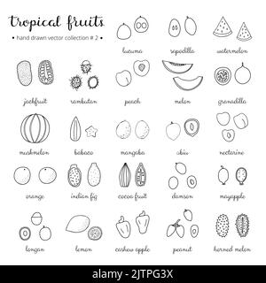 Handgezeichnete Umrisse tropischer Früchte isoliert auf weißem Hintergrund. Stock Vektor