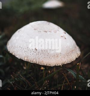 Der Macrolepiota excoriata, ein Pilz aus der Familie der Agaricaceae Stockfoto