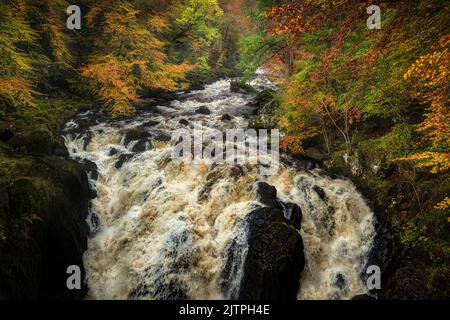 Die kaskadierenden Black Linn Wasserfälle am Fluss Braan, Perthshire, Schottland. Diese Stürze sind im Herbst, vor allem nach Niederschlägen, ein ziemlicher Anblick. Warten Sie Stockfoto